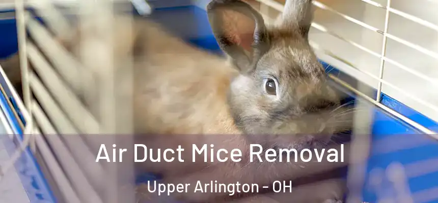  Air Duct Mice Removal Upper Arlington - OH
